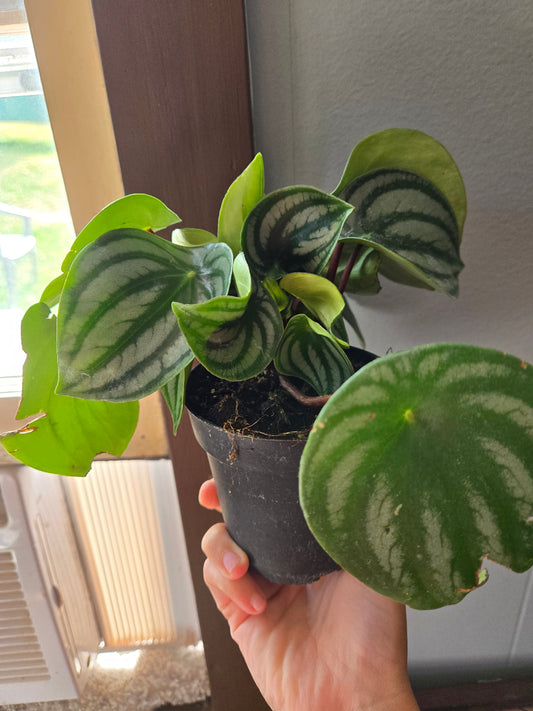 Peperomia Watermelon