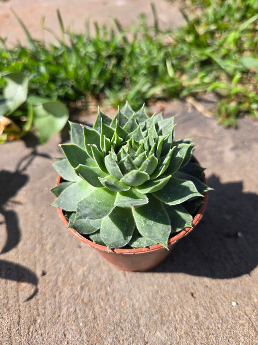 Hens and chicks