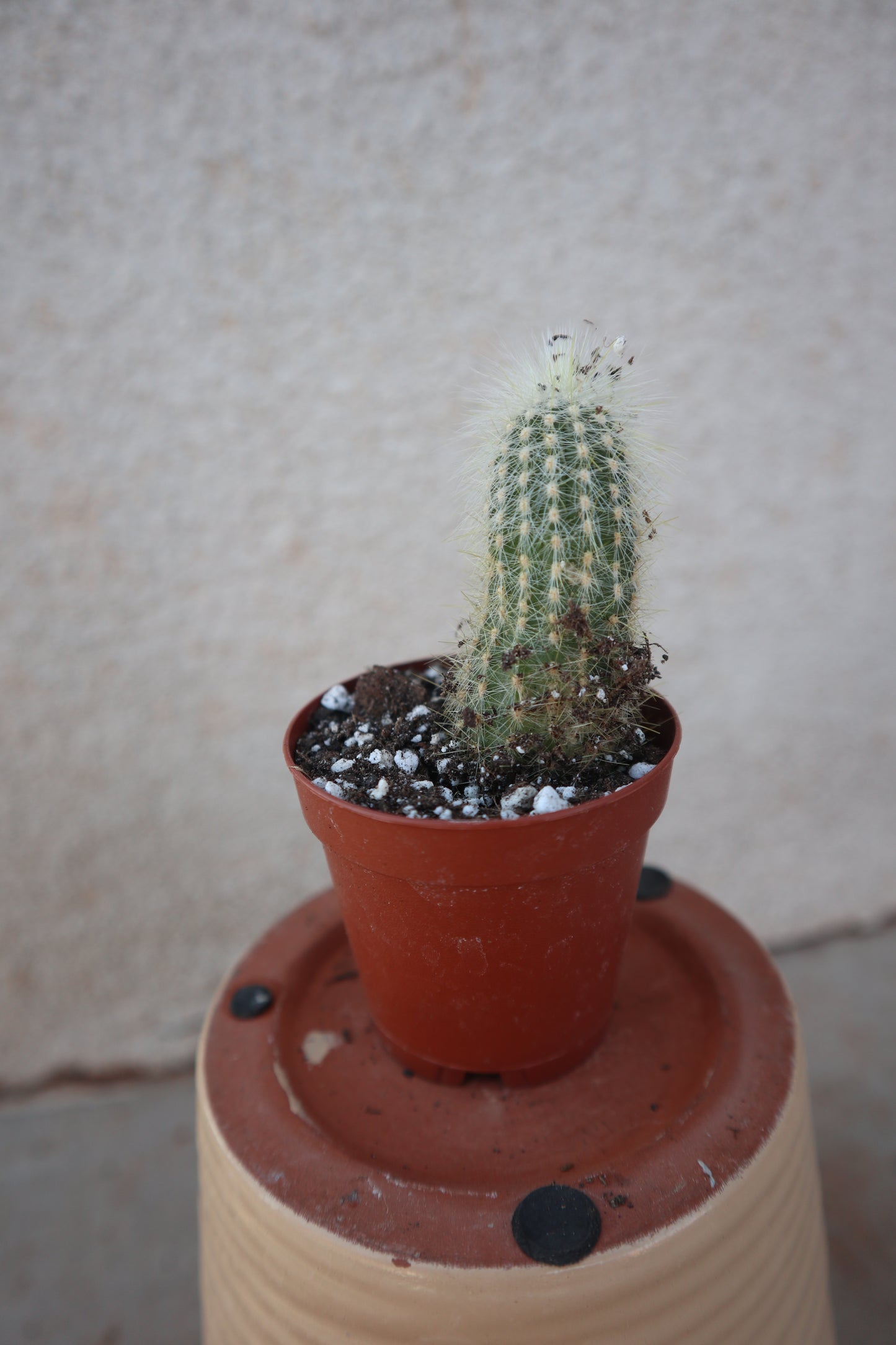 Cleistocactus straussii(silver torch)