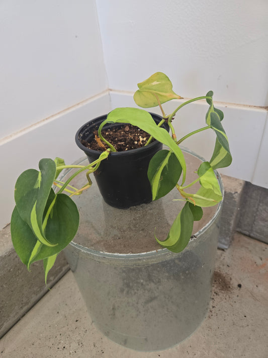 Philodendron Brazil