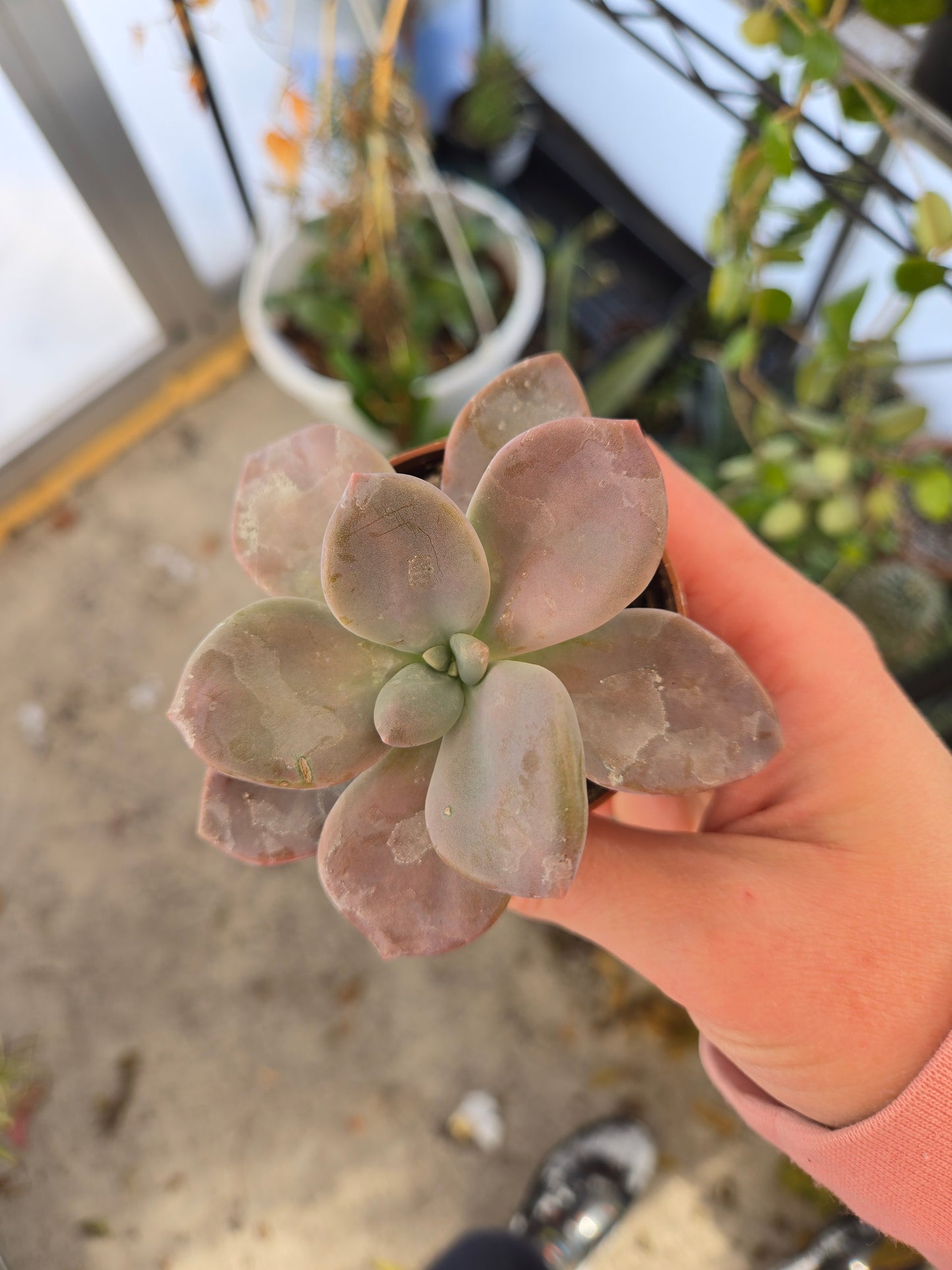 Graptopetalum murasaki