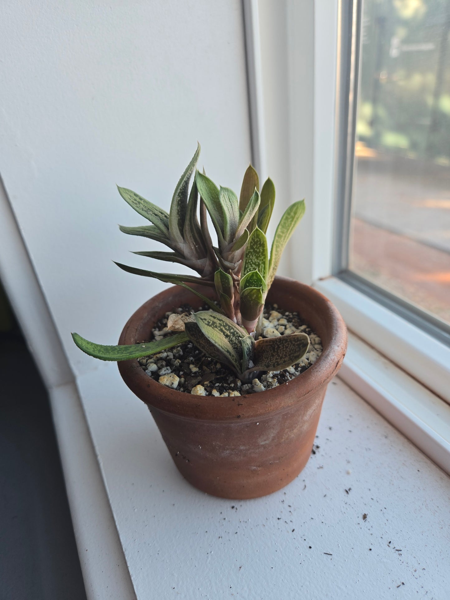 Gasteria Little Warty