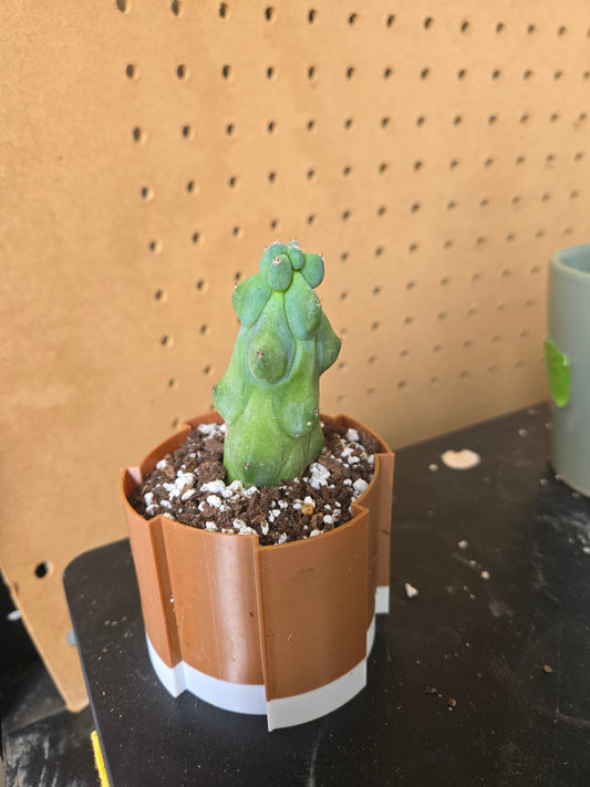 Myrtillocactus geometrizans