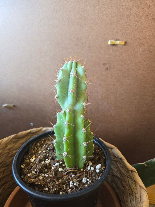 Cereus peruvianus monstrose