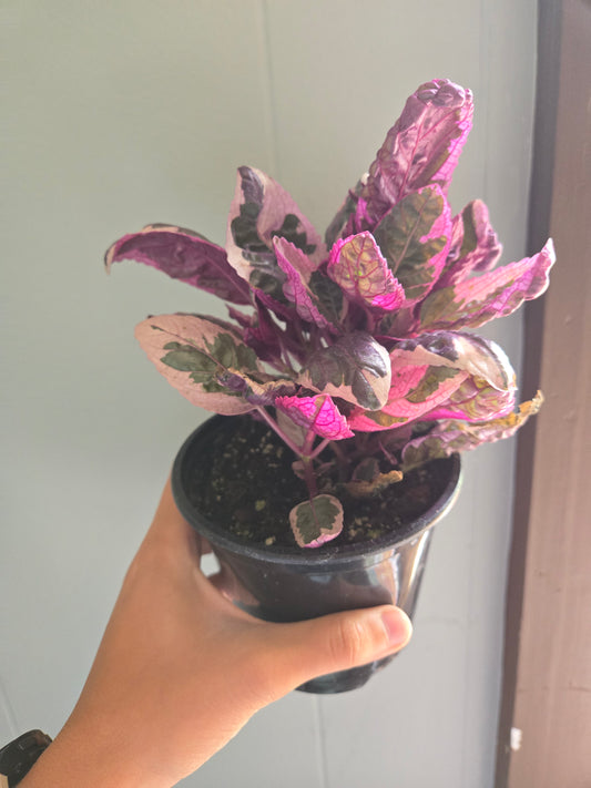 Variegated waffle plant