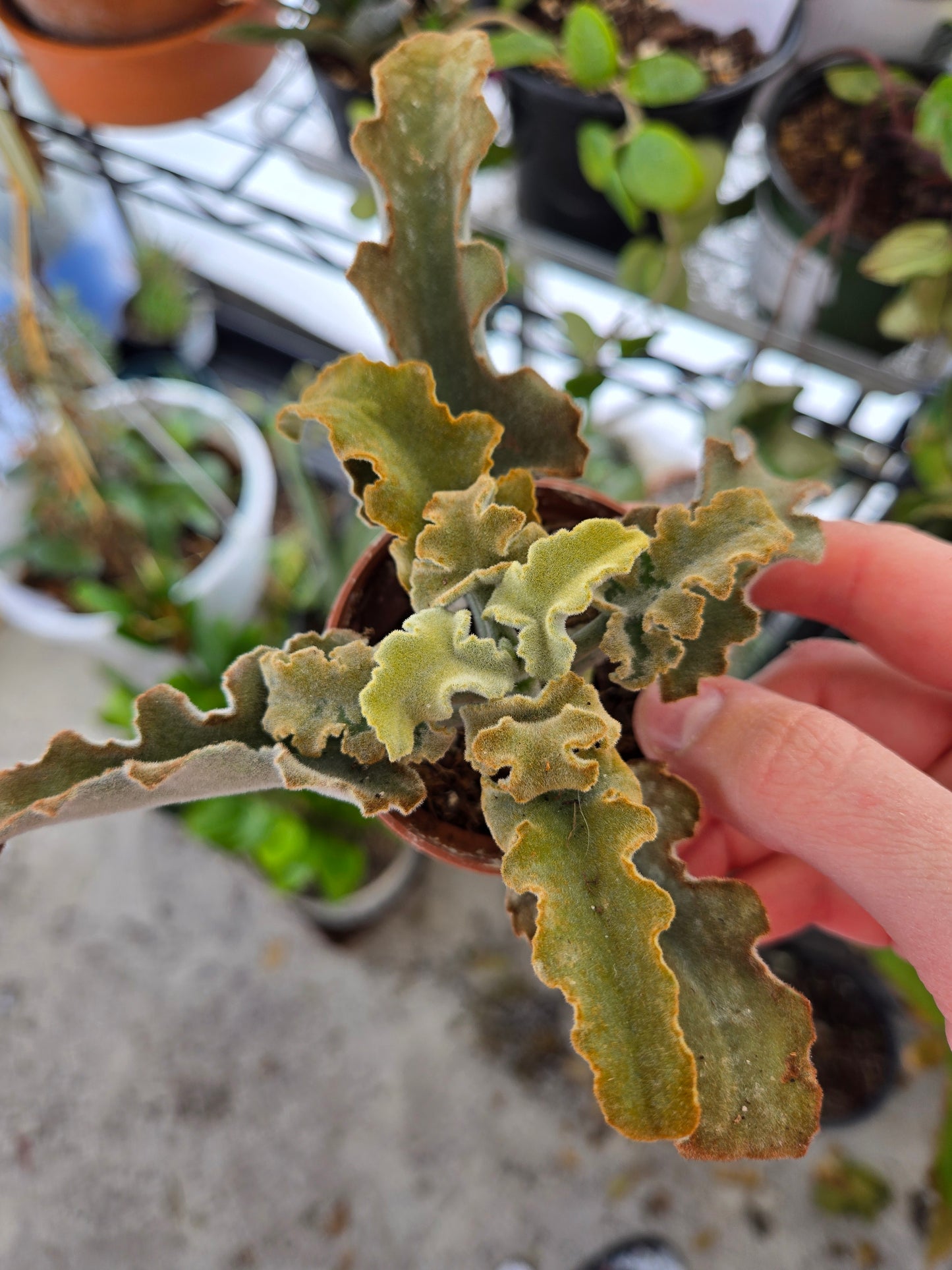 Kalanchoe Beharensis