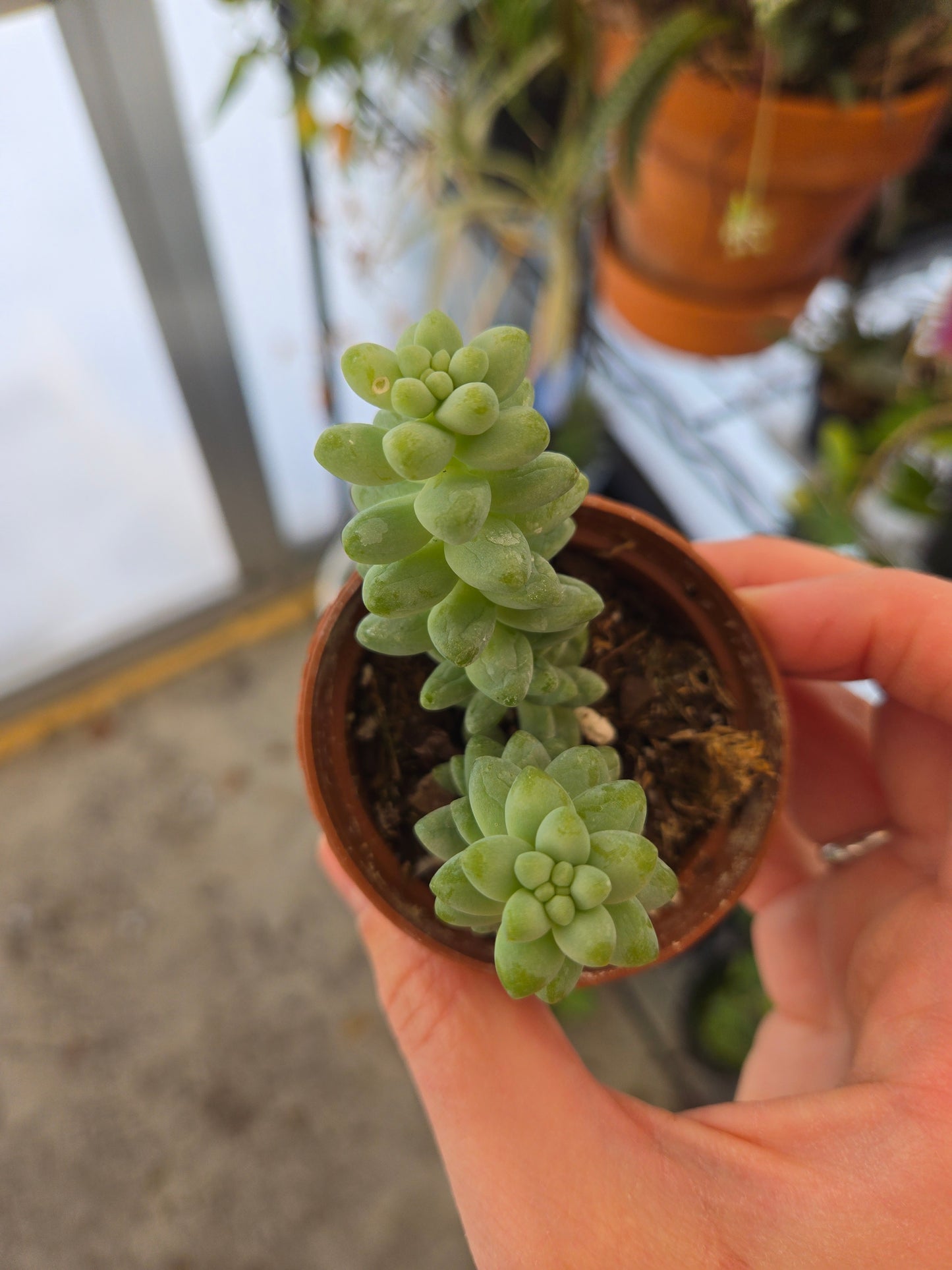 Sedum morganianum(burro's tail)