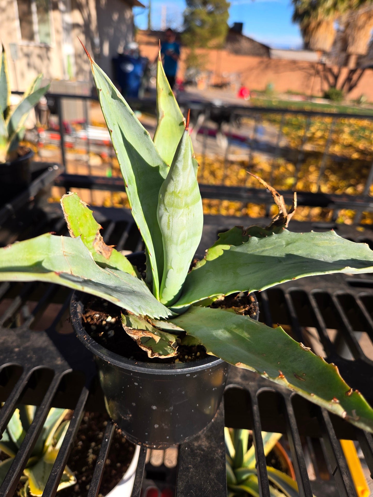 Century plant(American agave)