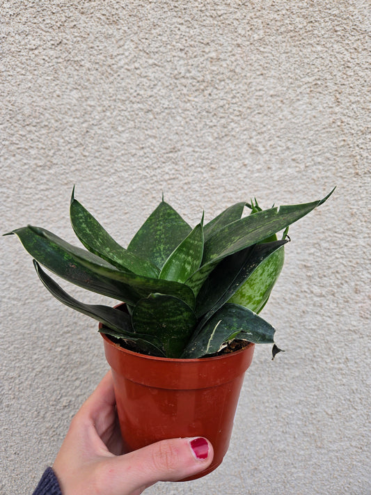 Sansevieria bird's Nest (Sansevieria hahnii)