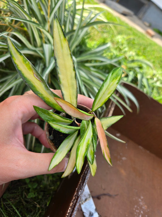 Hoya wayetii tricolor