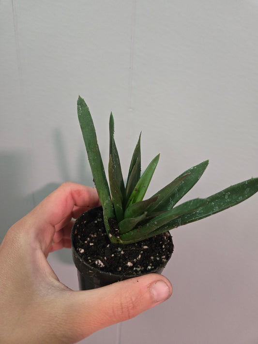 Haworthia Pentagona