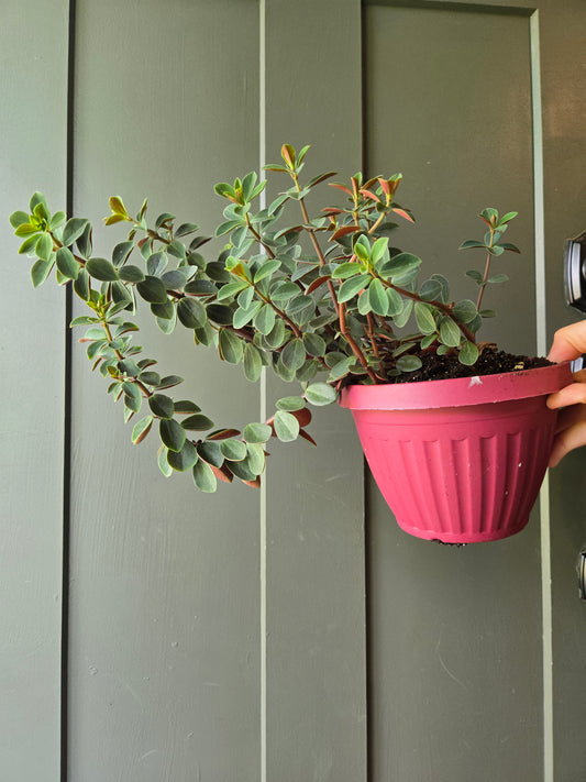 Peperomia Red Log