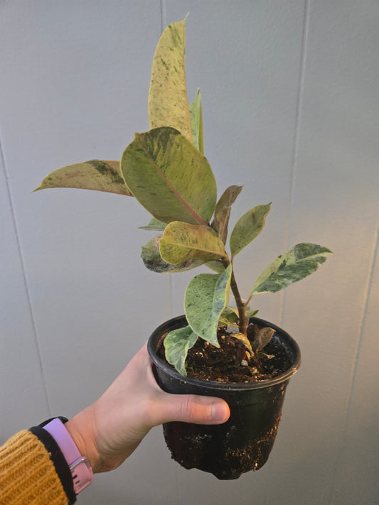 Ficus Shivereana