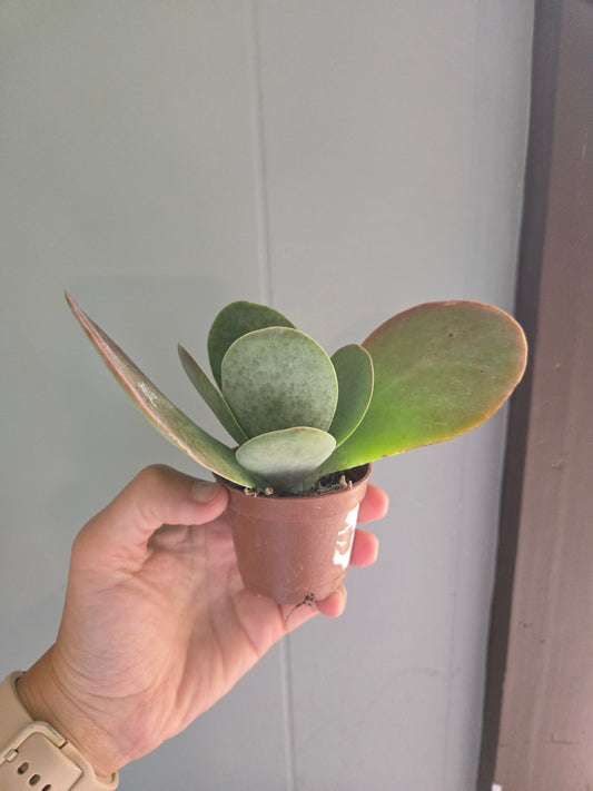 Flapjack (Kalanchoe luciae)