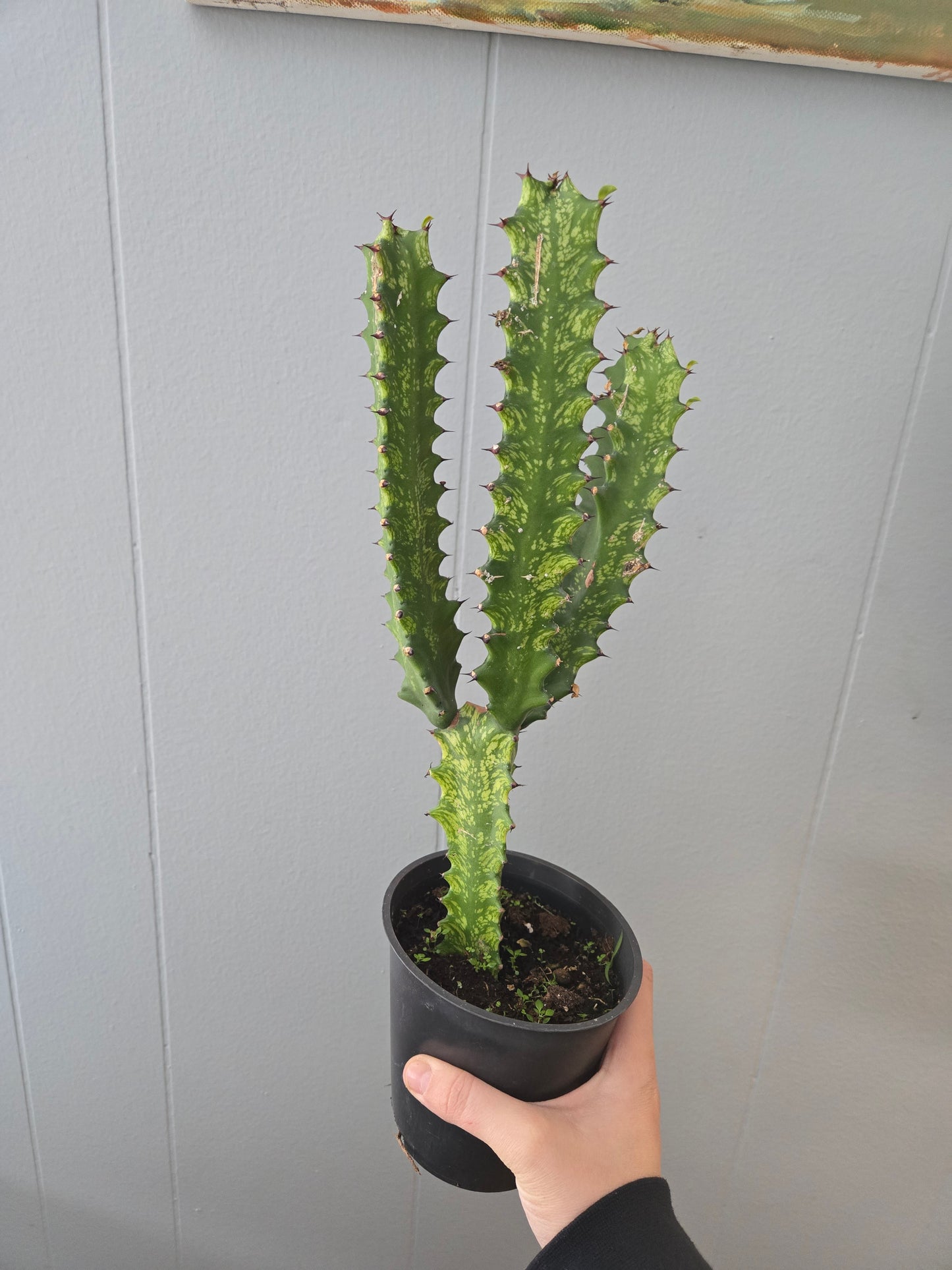 Euphorbia Trigona V.