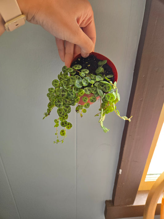String of turtles
