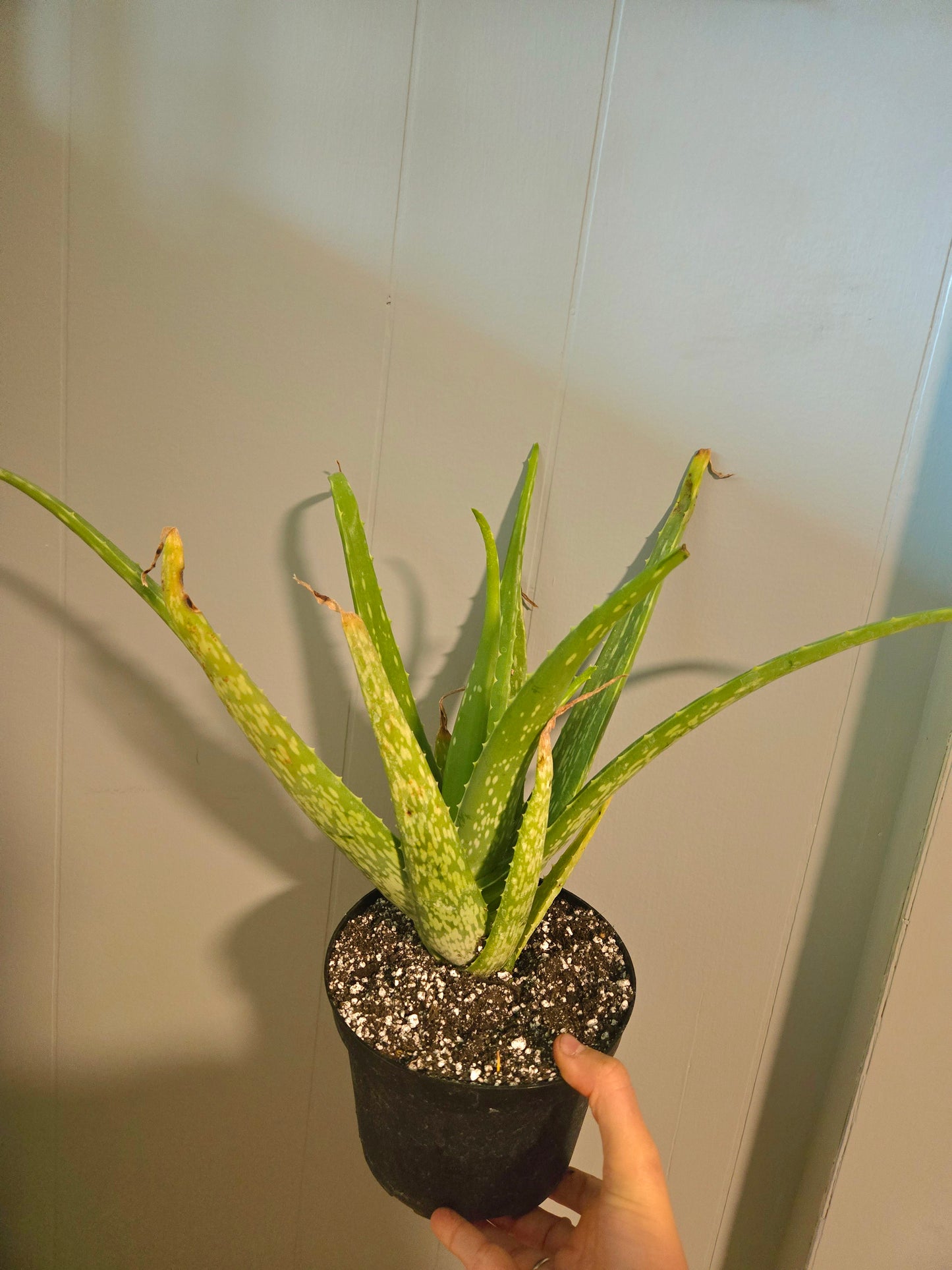 Aloe Vera