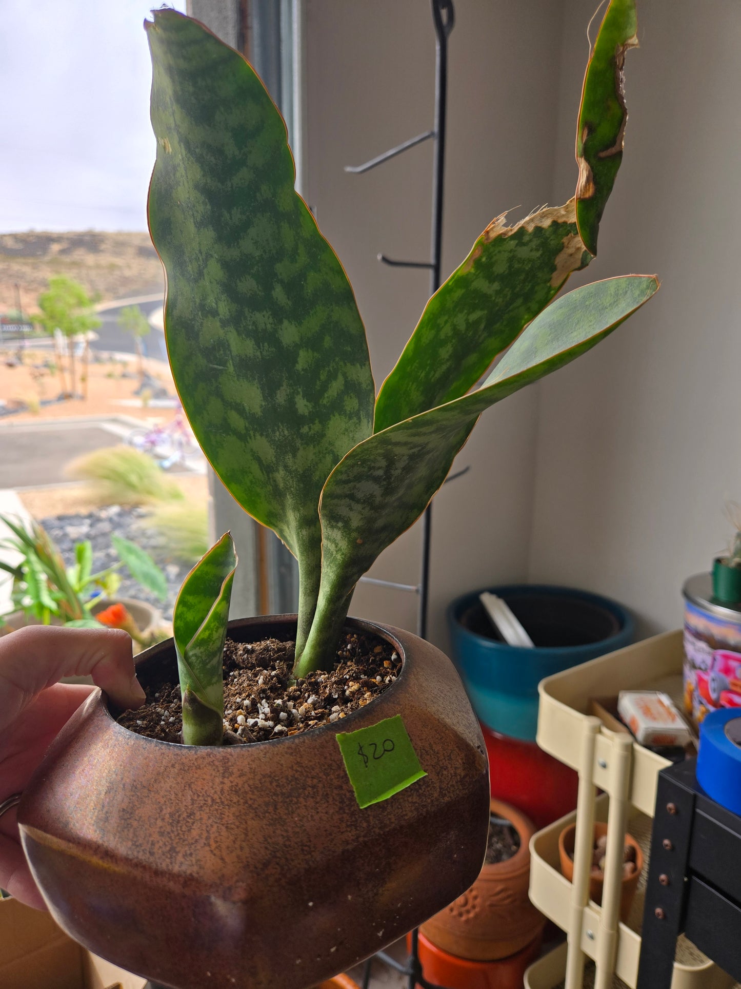 Sansevieria whale fin