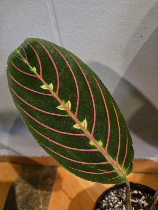 Red Maranta Leuconeaura