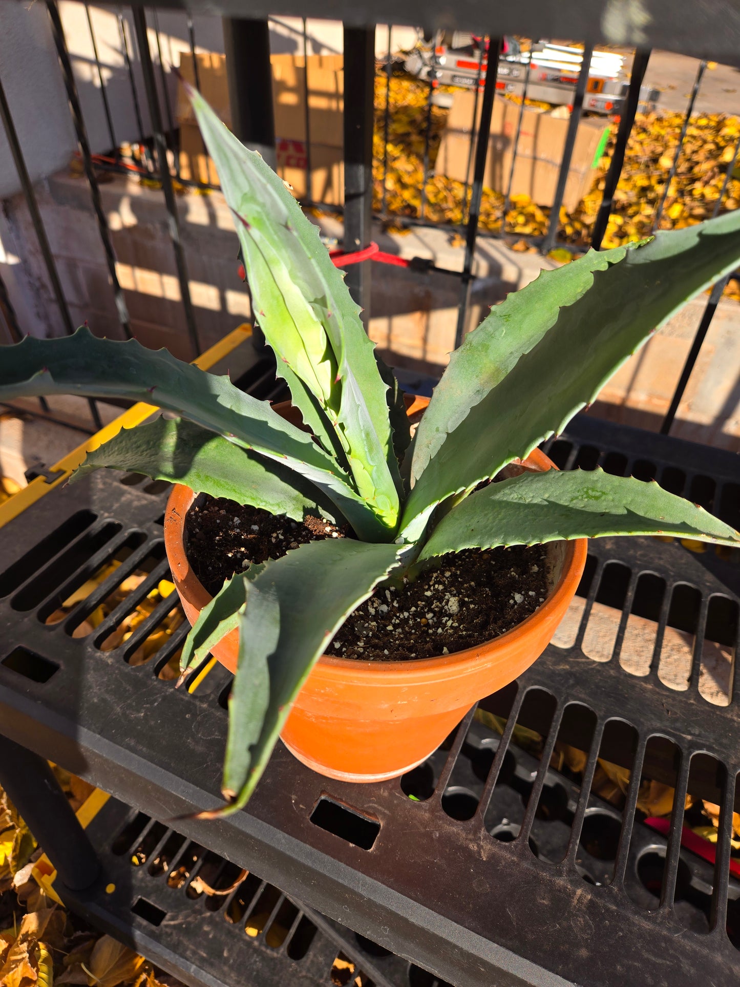 Century plant(American agave)