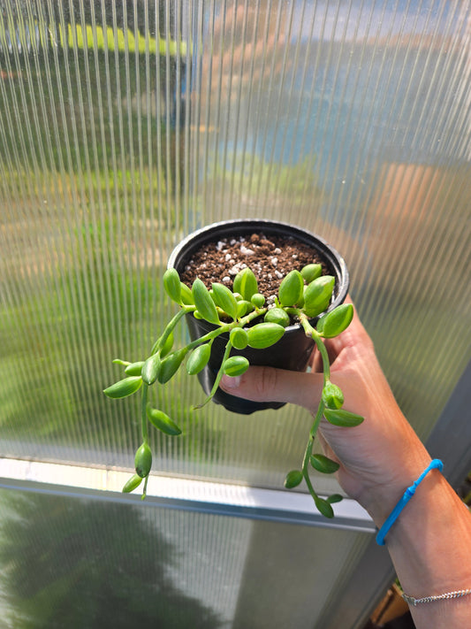 String of watermelon