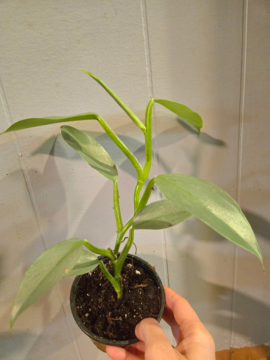 Philodendron Silver Sword