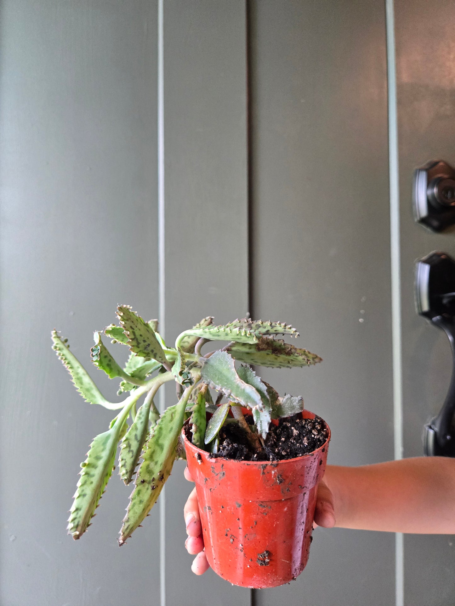 Mother of thousands