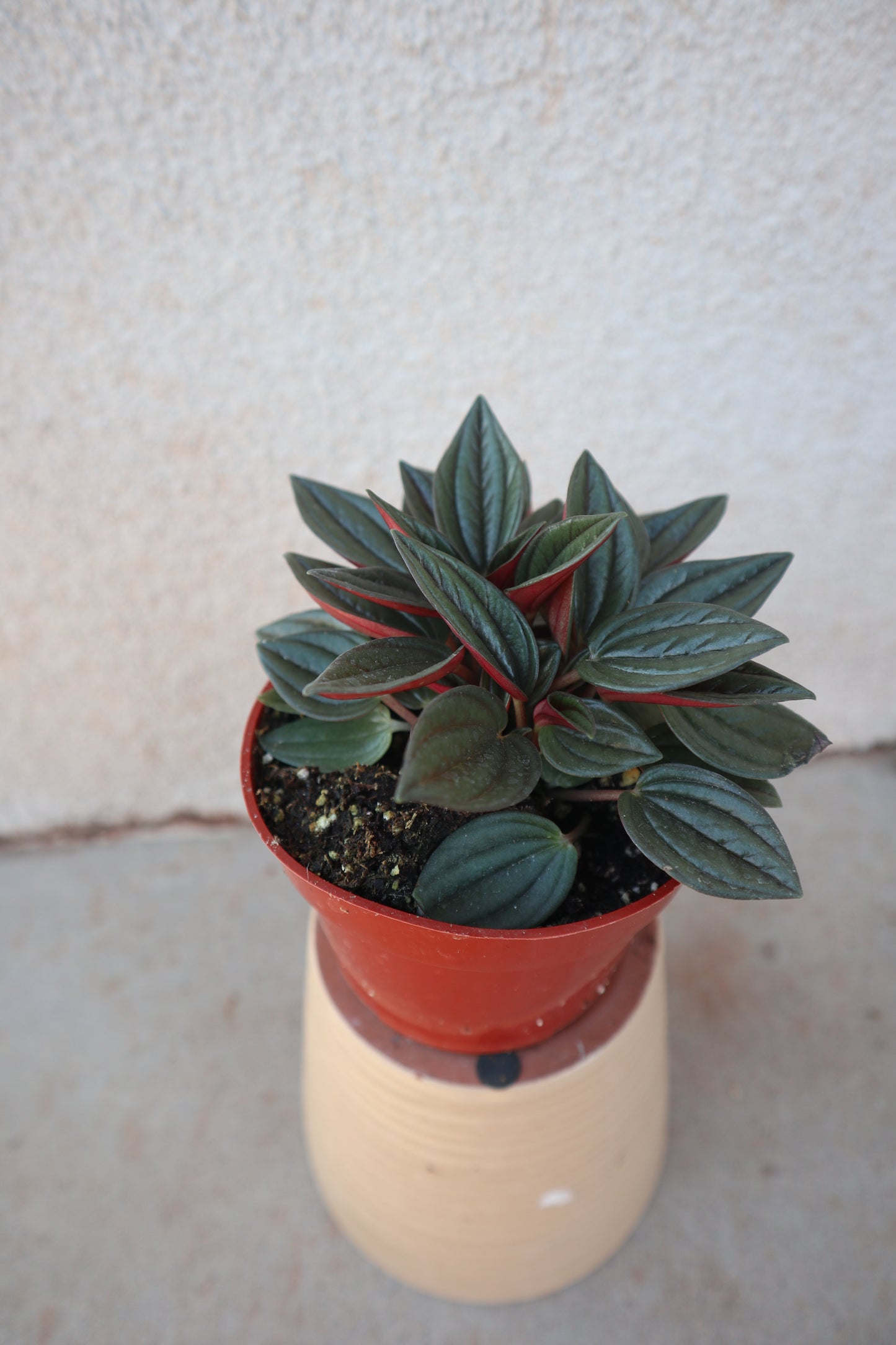 Peperomia Rosso