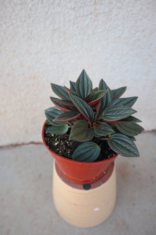 Peperomia Rosso
