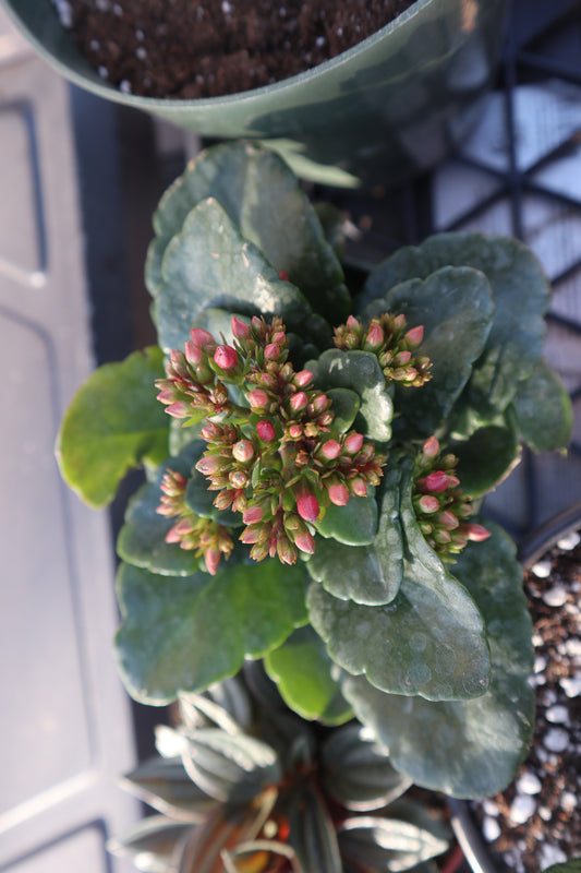 Kalanchoe