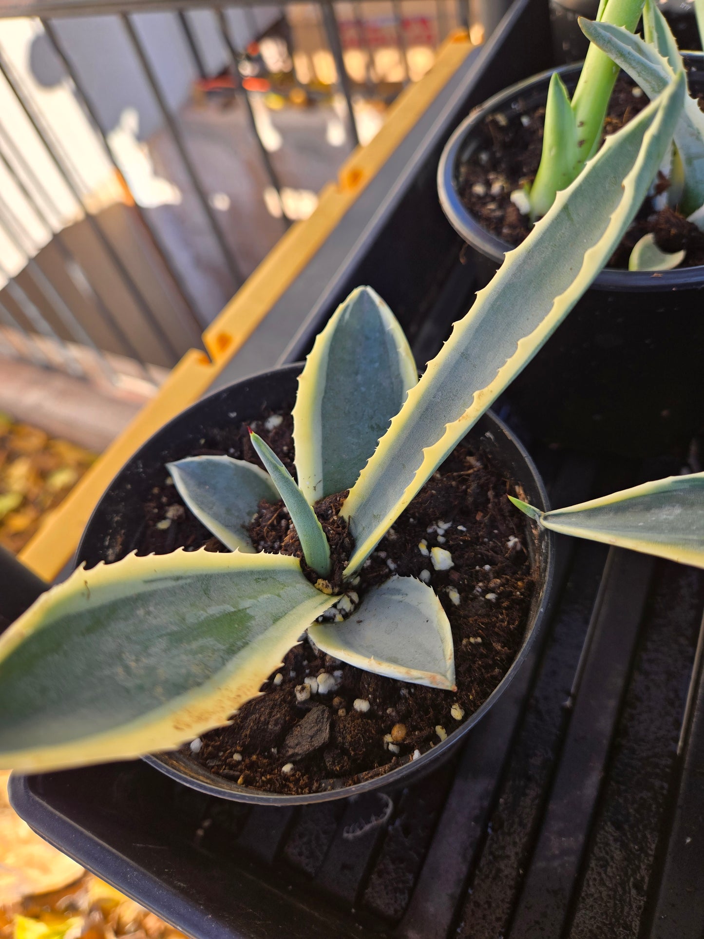 Century plants V.(American agave Variegata)