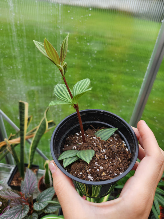 Peperomia Stilt