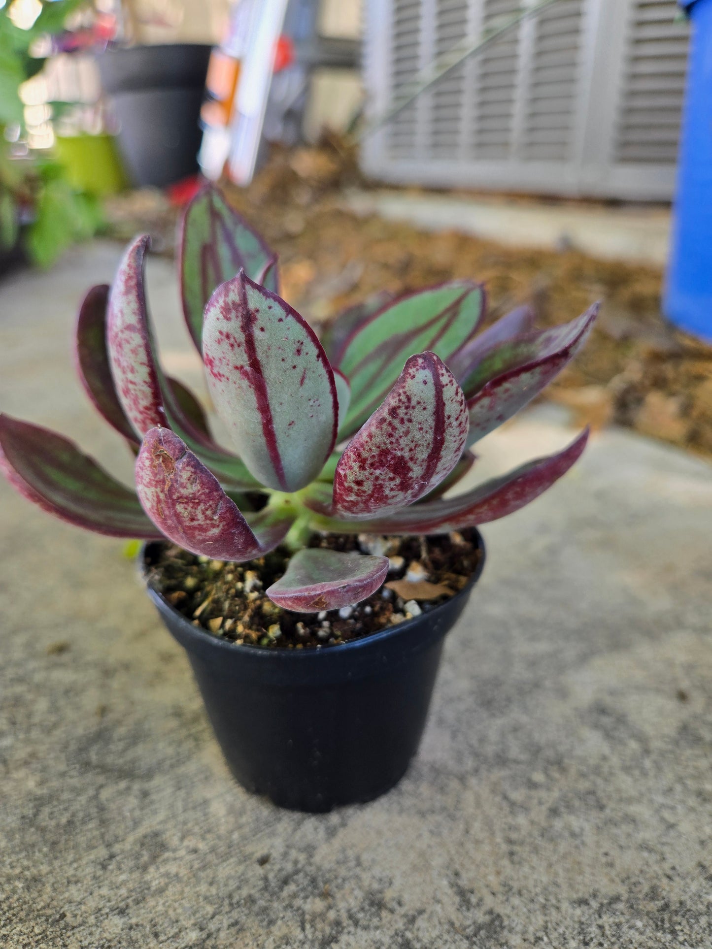 Echeveria nodulosa
