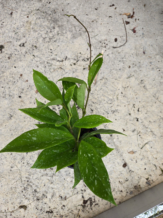 Hoya Pubicalyx