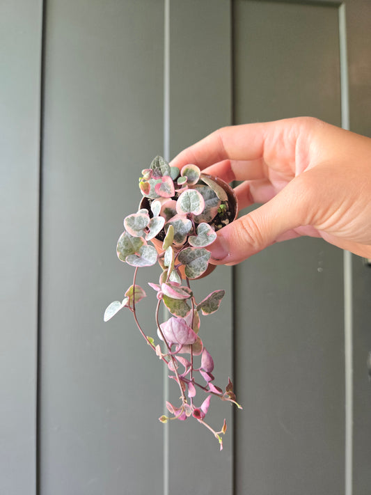 String of hearts v.