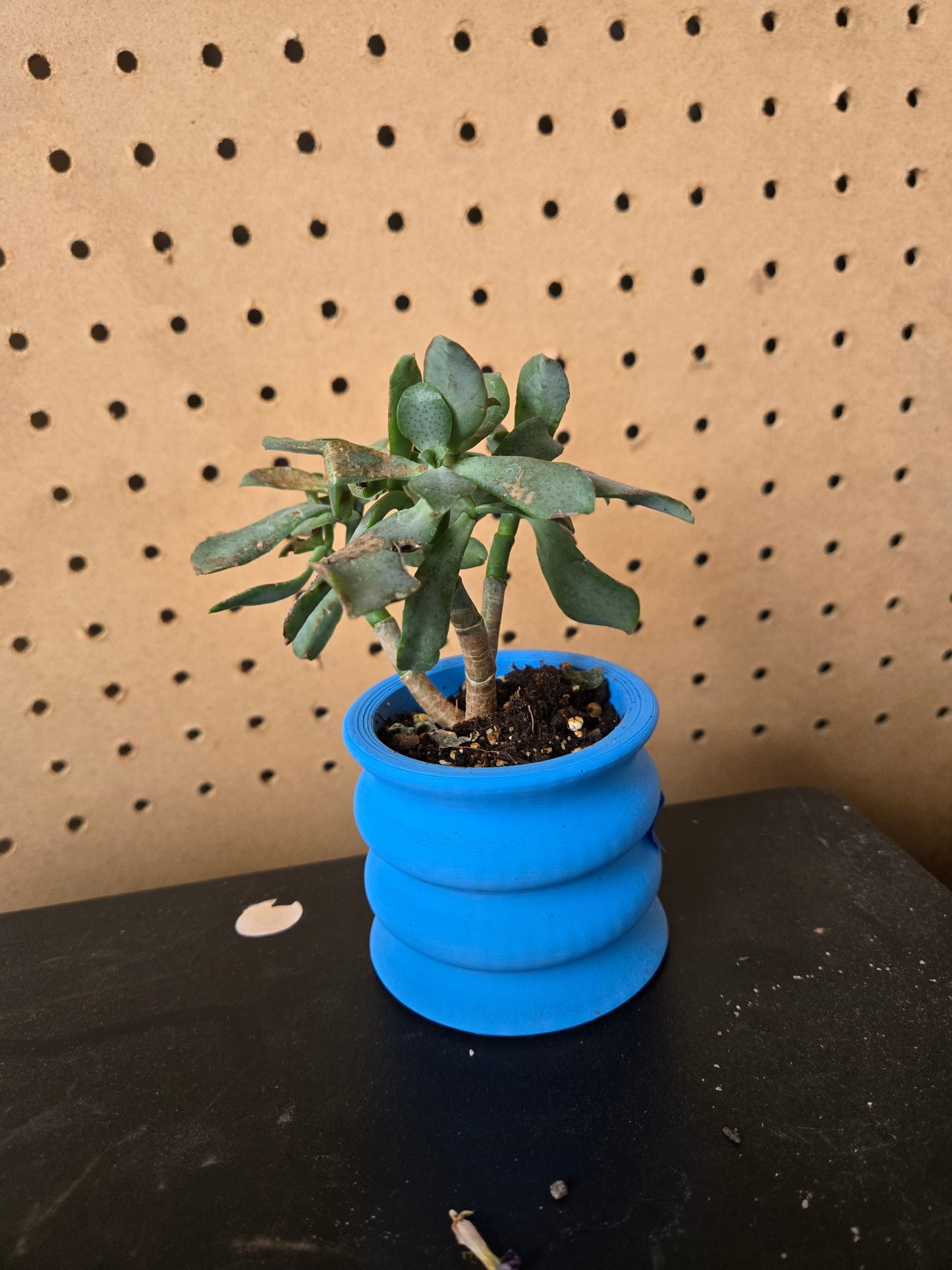 Curly Jade plant