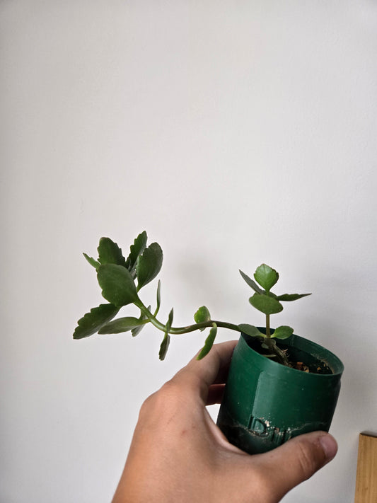 Kalanchoe