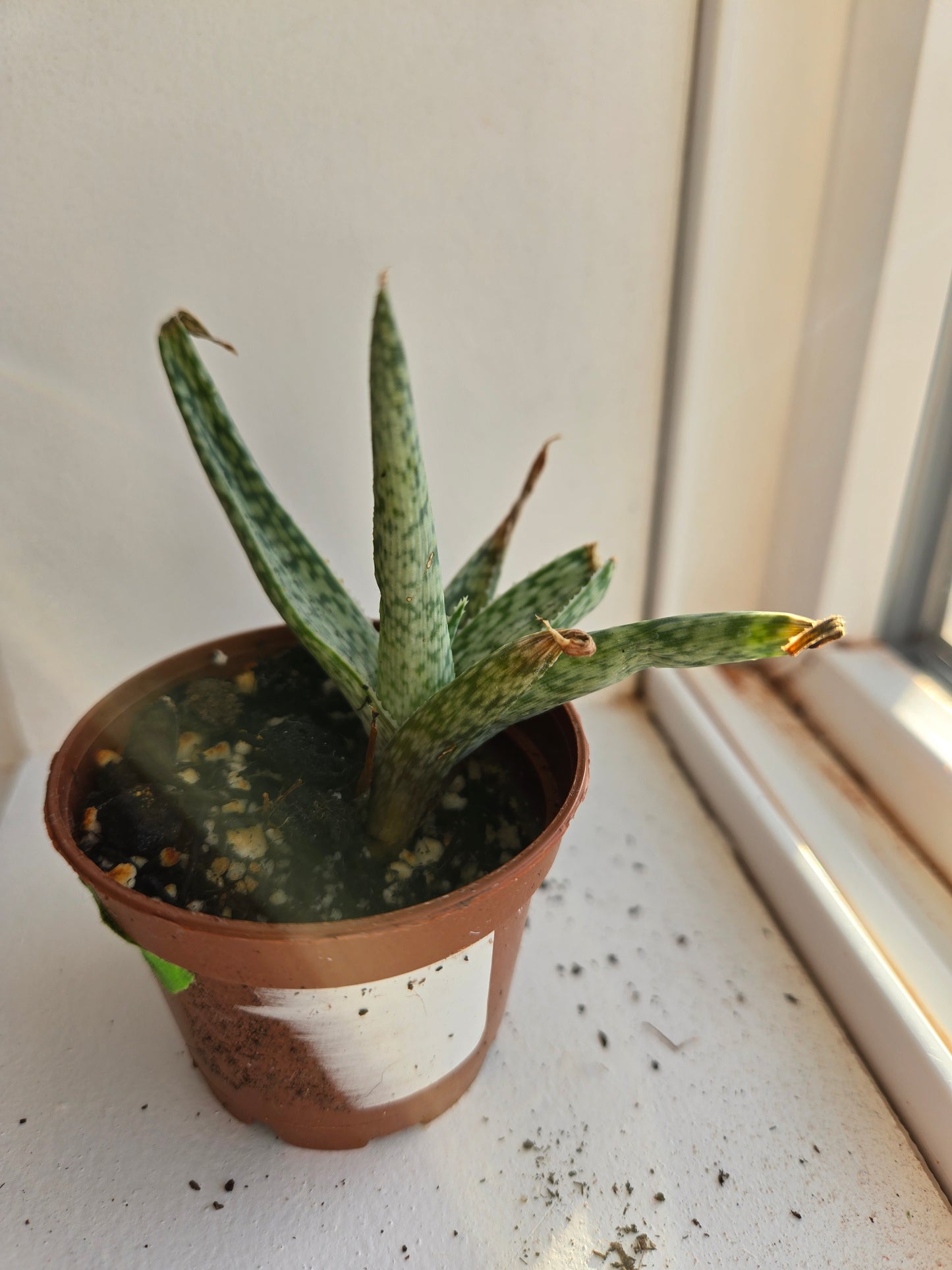 Aloe white fox