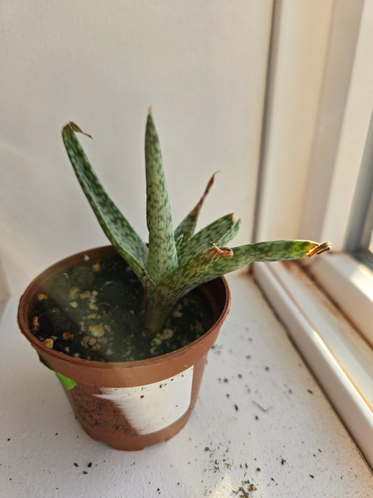 Aloe white fox