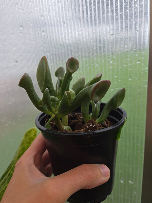 Crassula ovata gollum