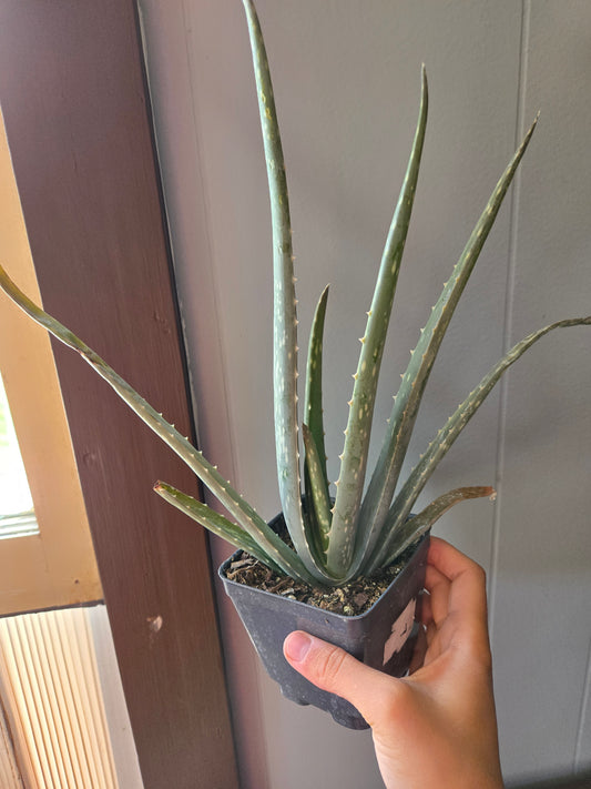 Aloe vera