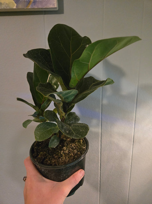 Ficus Lyrata