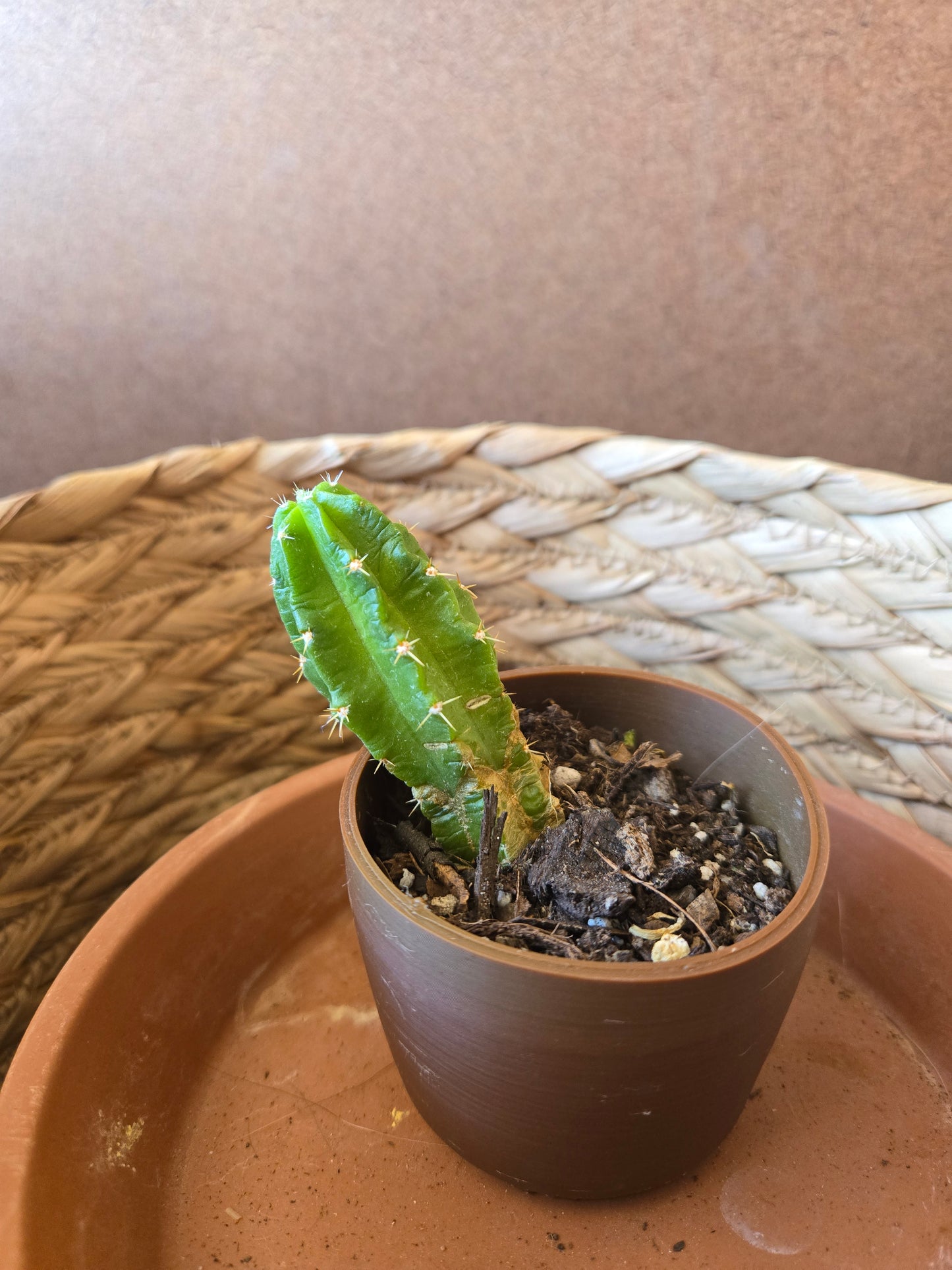 Hedgehog cactus