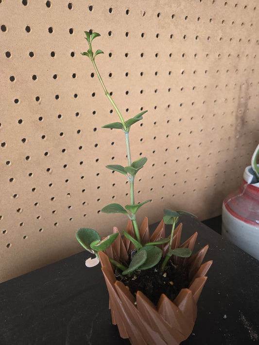 Peperomia Hope