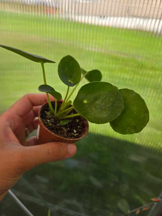 Pilea Peperomioides