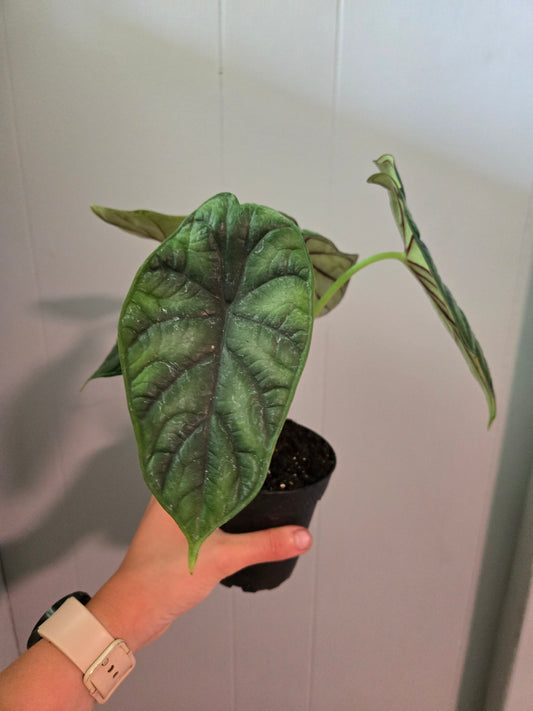 Alocasia Dragon Scale