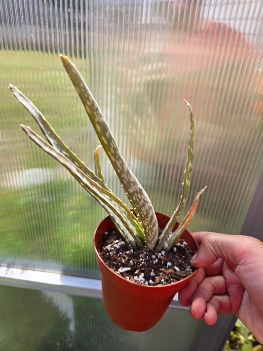 Aloe vera