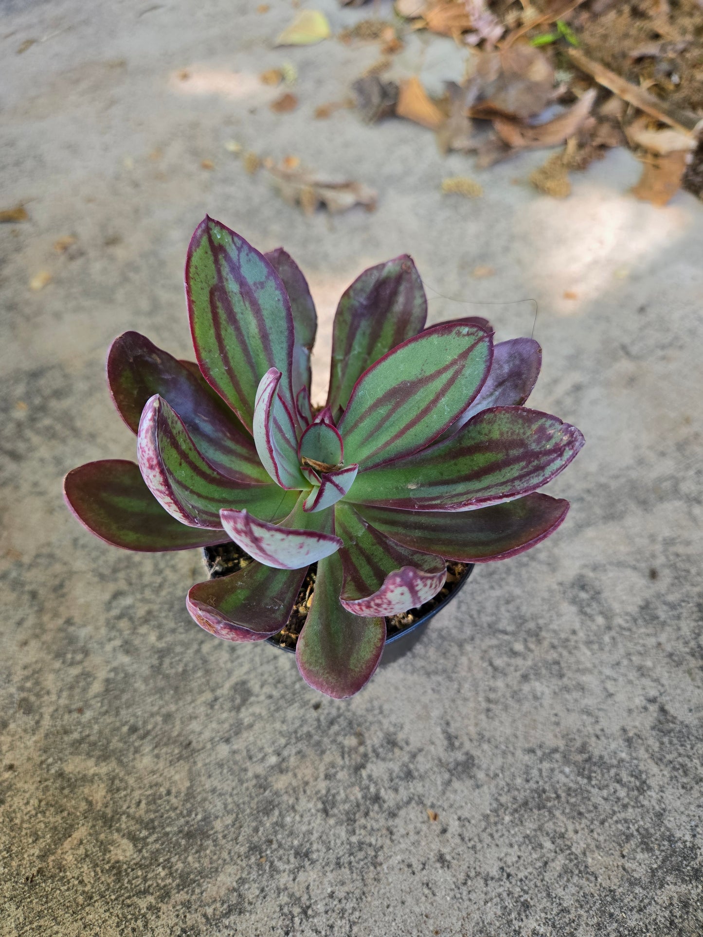 Echeveria nodulosa