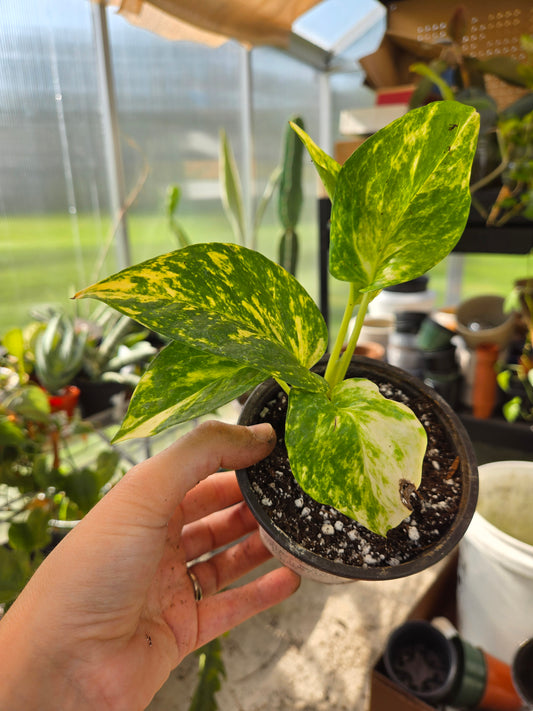 Golden pothos