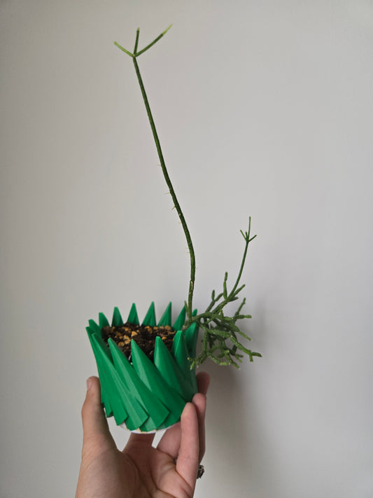 Coral cactus